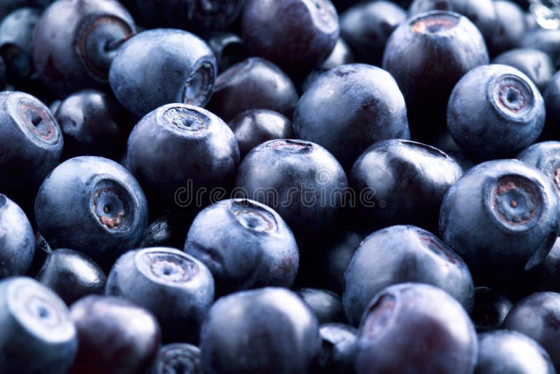 Bilberry