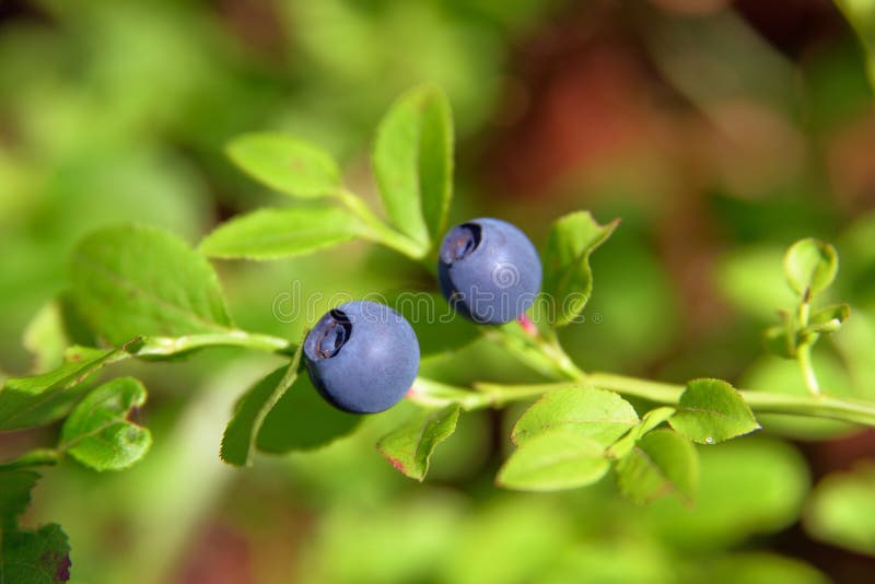 Bilberry