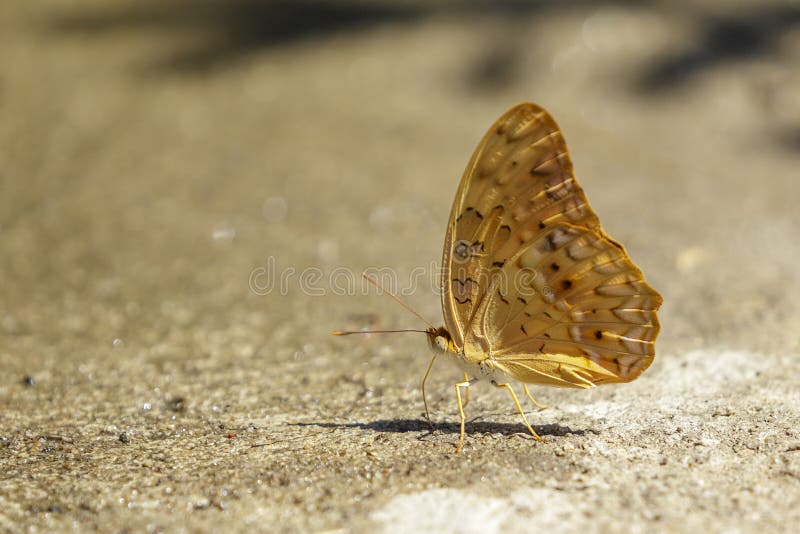 Bild allgemeinen rotundata tyche butterflyCirrochroa des kleinen Grundbesitzers aus den Grund insekte tiere stockfoto Bild allgemeinen rotundata tyche butterflyCirrochroa des kleinen Grundbesitzers aus den Grund insekte tiere stockfoto