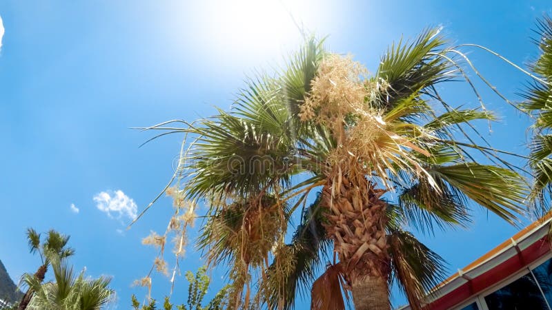 Bild av den ljusa solen som skiner genom hela palmträdsidor på stranden fotografering för bildbyråer Bild av den ljusa solen som skiner genom hela palmträdsidor på stranden fotografering för bildbyråer