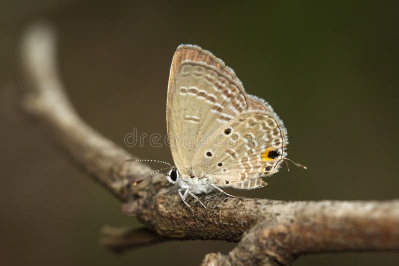 Bild av den vanliga kupidonbutterflyChiladespandavaen på brun filial på en naturlig bakgrund kryp angus arkivbild Bild av den vanliga kupidonbutterflyChiladespandavaen på brun filial på en naturlig bakgrund kryp angus arkivbild