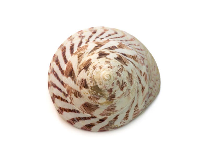 Image of Rochia nilotica, common name the commercial top shell, is a species of sea snail, a marine gastropod mollusk in the family Tegulidae isolated on white background. Undersea Animals. Sea Shells. Image of Rochia nilotica, common name the commercial top shell, is a species of sea snail, a marine gastropod mollusk in the family Tegulidae isolated on white background. Undersea Animals. Sea Shells.