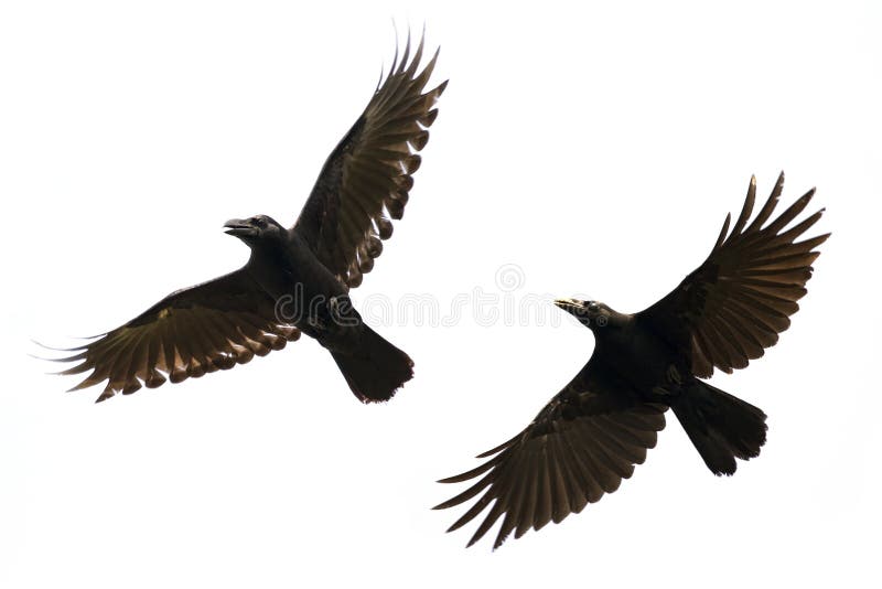 Bild av det svarta galandeflyget på vit bakgrund angus arkivfoton Bild av det svarta galandeflyget på vit bakgrund angus arkivfoton