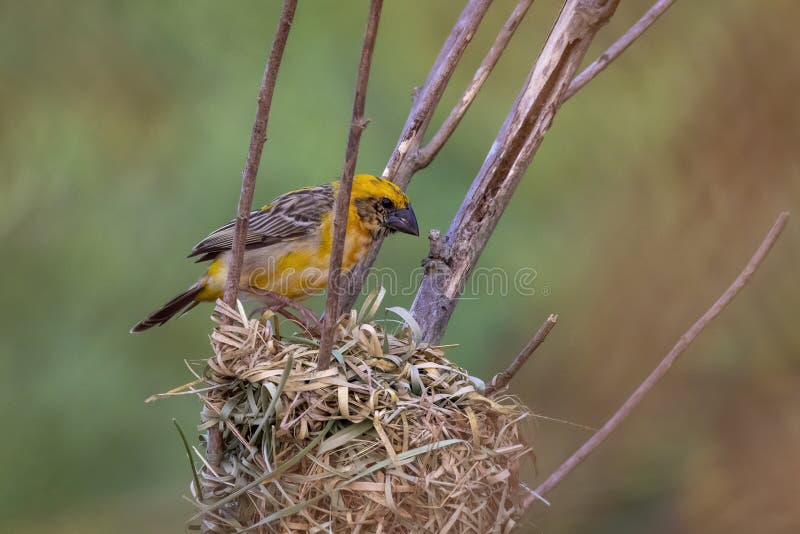Bild av hanbayavvänjning på naturens bakgrund. fågel. djur arkivbild