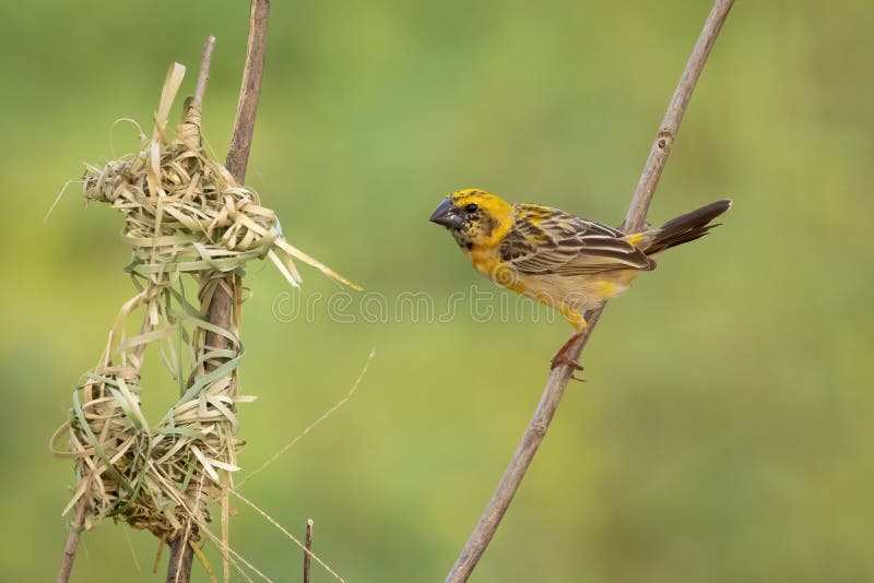 Bild av hanbayavvänjning på naturens bakgrund. fågel. djur arkivfoto