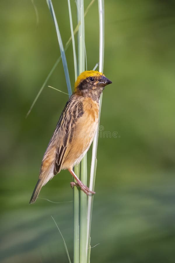 Bild av hanbayavvänjning på naturens bakgrund. fågel. djur arkivfoto