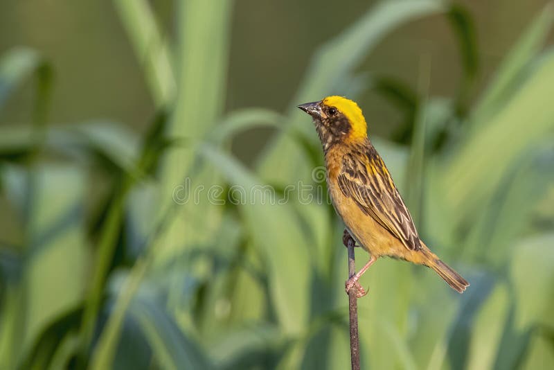 Bild av hanbayavvänjning på naturens bakgrund. fågel. djur fotografering för bildbyråer
