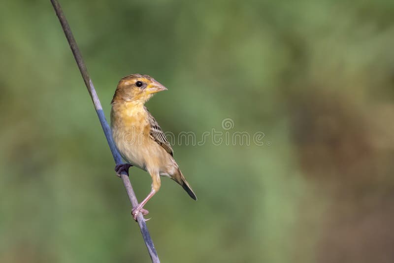 Bild av hanbayavvänjning på naturens bakgrund. fågel. djur royaltyfri fotografi