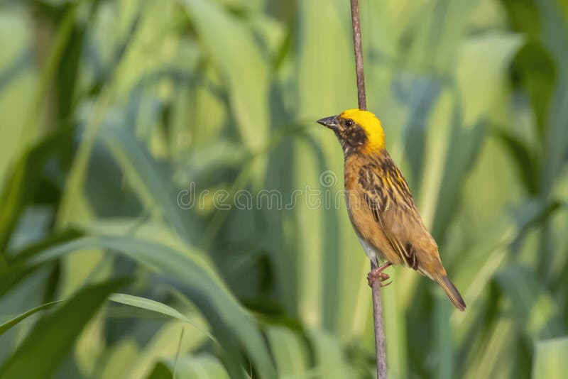 Bild av hanbayavvänjning på naturens bakgrund. fågel. djur royaltyfri foto