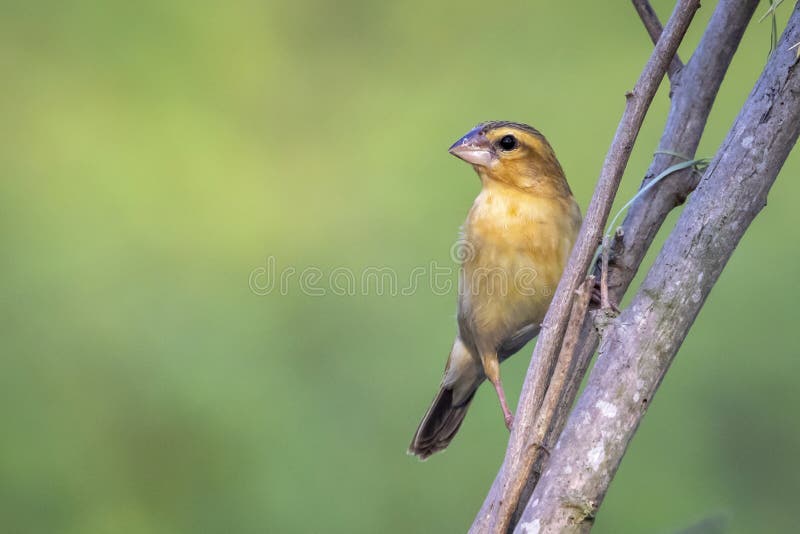 Bild av hanbayavvänjning på naturens bakgrund. fågel. djur royaltyfria foton