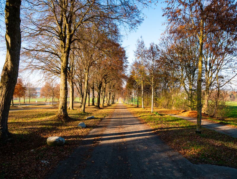 Bild av höstavenyn med sidor och solsken royaltyfria bilder