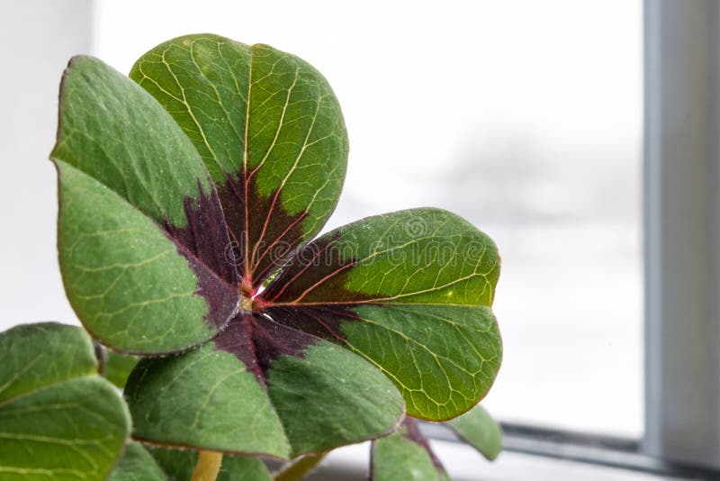 Bild av lyckad klöver i en blomkruka arkivbild Bild av lyckad klöver i en blomkruka arkivbild