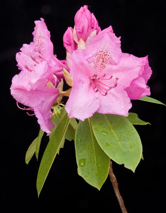 Bild der Rhododendronblume auf Schwarzem. lizenzfreies stockfoto Bild der Rhododendronblume auf Schwarzem. lizenzfreies stockfoto