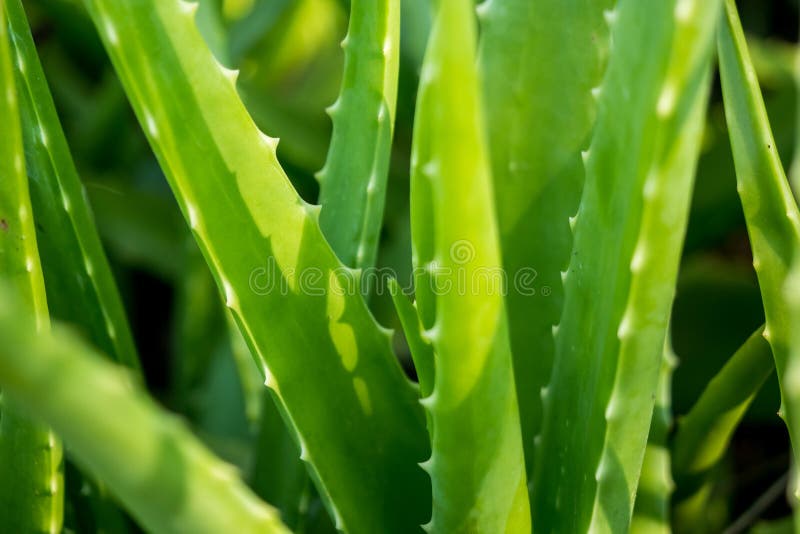 Bild för aloevera bakgrund green vera f?r aloebakgrundsblomma royaltyfria bilder Bild för aloevera bakgrund green vera f?r aloebakgrundsblomma royaltyfria bilder