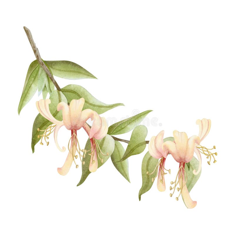 Bild på vattenfärgsblomning för honeysuckle-förgrening isolerad på vitt. Blomkål av ålgult och rosa vårblommor med gröna blad vektor illustrationer