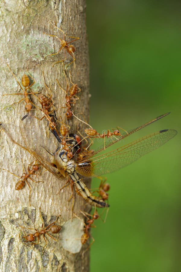 Bild Von Den Roten Ameisen, Die Libellen Auf Baum Essen Tier Stockbild ...