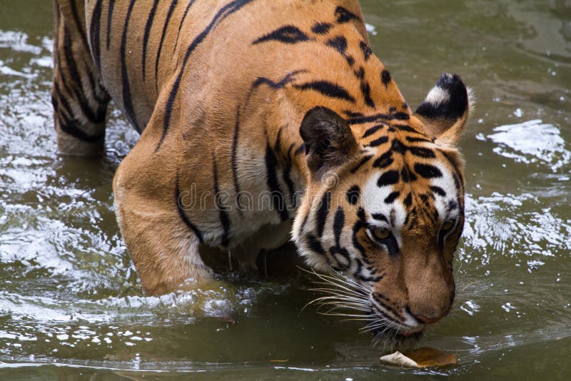 Bilder av en ung Sumatran tiger fotografering för bildbyråer Bilder av en ung Sumatran tiger fotografering för bildbyråer