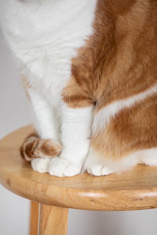 Bilder som ligger nära katter, små pajer som är inslagna runt klor arkivbilder
