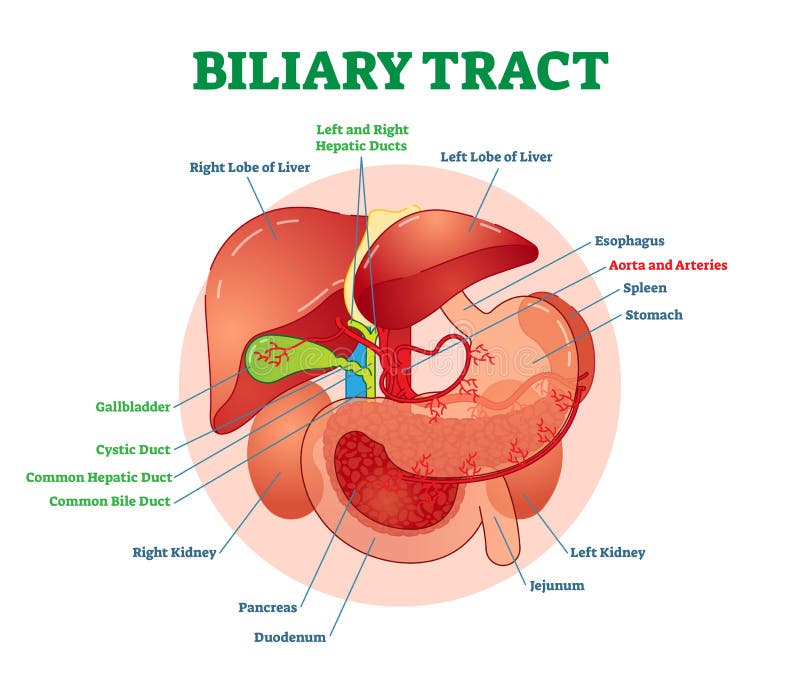 Biliary obszaru systemu medyczny wektorowy ilustracyjny diagram z żołądkiem, trzustką, śledzioną, gallbladder kanałami i wątróbką ilustracja wektor Biliary obszaru systemu medyczny wektorowy ilustracyjny diagram z żołądkiem, trzustką, śledzioną, gallbladder kanałami i wątróbką ilustracja wektor