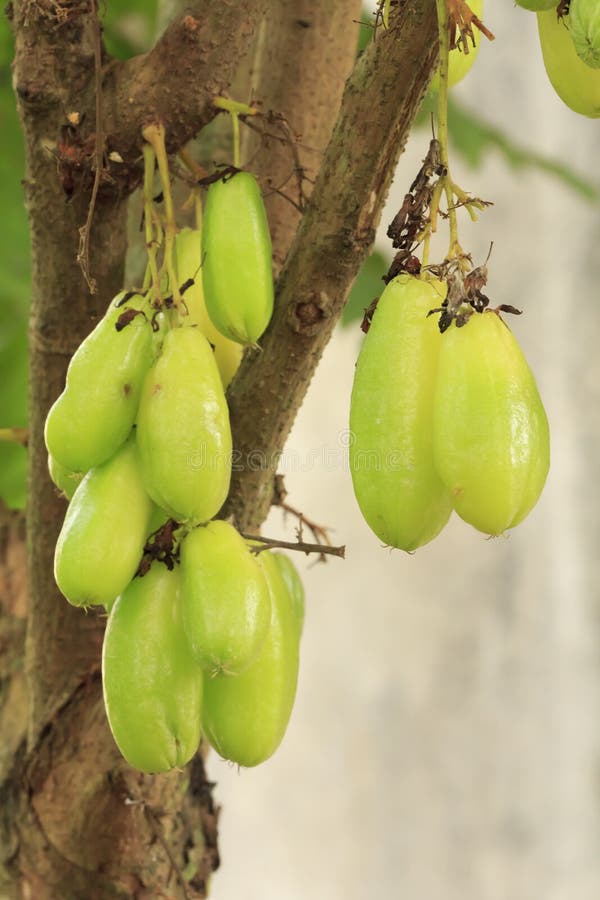 Bilimbi Frucht stockbild Bilimbi Frucht stockbild