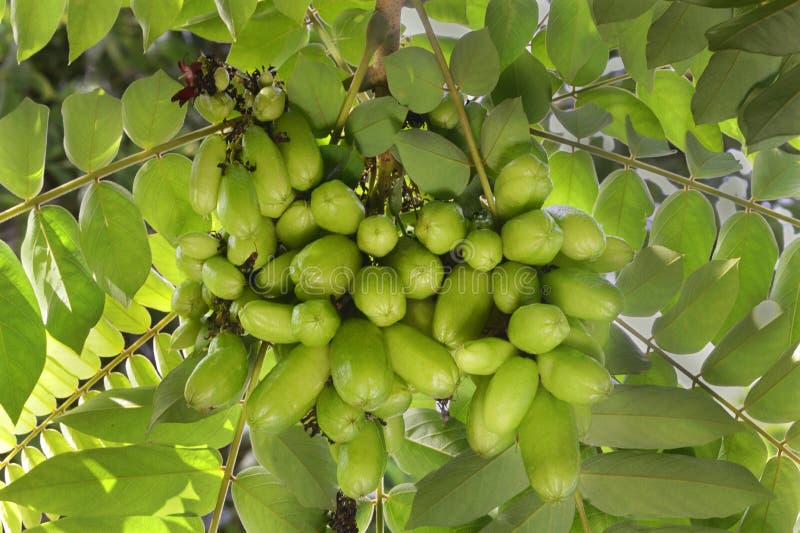 Bilimbi fruits royalty free stock photo Bilimbi fruits royalty free stock photo