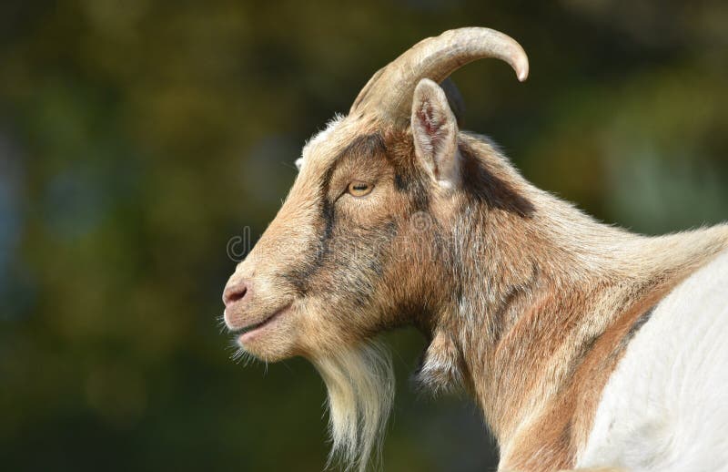 Pekný billy goat v profile so šťastným úsmevom prejavu.