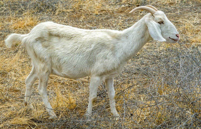 Billy Goat Eating Brush in the Field Stock Photo Image of mammal