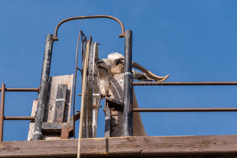 Billy Goat on Goat Walk Platform Spinning Wheel To Pull Up Bucket of