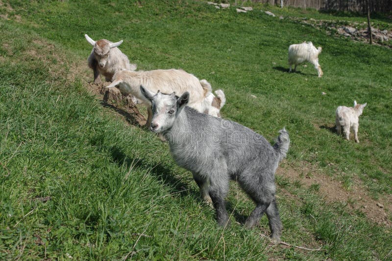 Baby Goat Jumping Stock Images Download 117 Royalty Free Photos