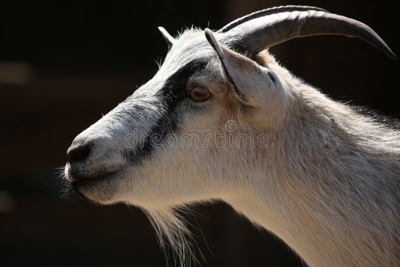 Male Billy Mountain Goat On Snow On Hurricane Ridge In Olympic National