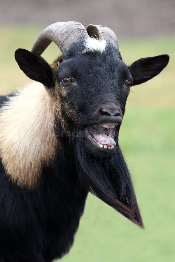 Billy Goat Portrait