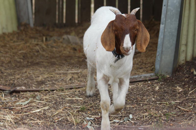 Billy Goat som ett husdjur royaltyfria bilder Billy Goat som ett husdjur royaltyfria bilder