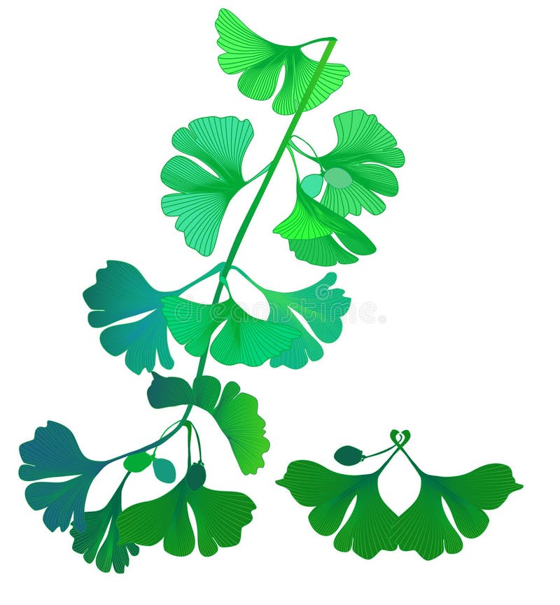 Biloba twig stock illustration