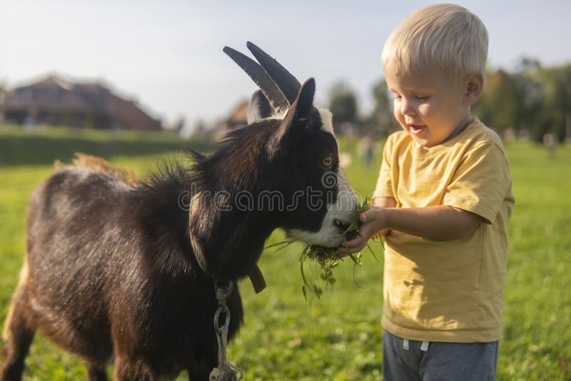 Little boy feeding a little goat grass on a sunny day. Little boy feeding a little goat grass on a sunny day.