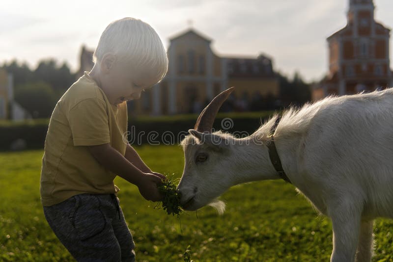 Little boy feeding a little goat grass on a sunny day. Little boy feeding a little goat grass on a sunny day.