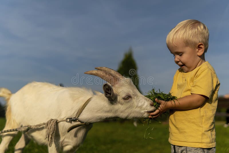 Little boy feeding a little goat grass on a sunny day. Little boy feeding a little goat grass on a sunny day.