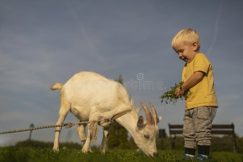 Little boy feeding a little goat grass on a sunny day. Little boy feeding a little goat grass on a sunny day.