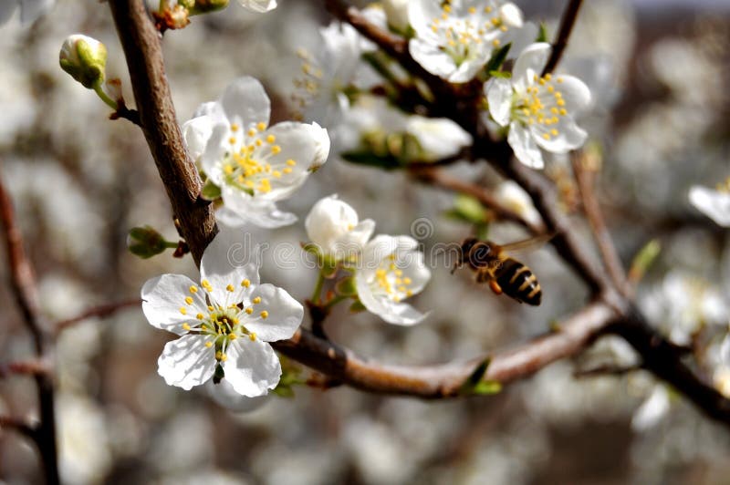 Bees in the game about apple blossom. Bees in the game about apple blossom
