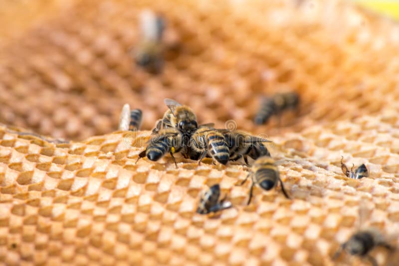 Bin på bikaka i biskopsbild med mjukt fokus Bee hive-koncept royaltyfria foton Bin på bikaka i biskopsbild med mjukt fokus Bee hive-koncept royaltyfria foton