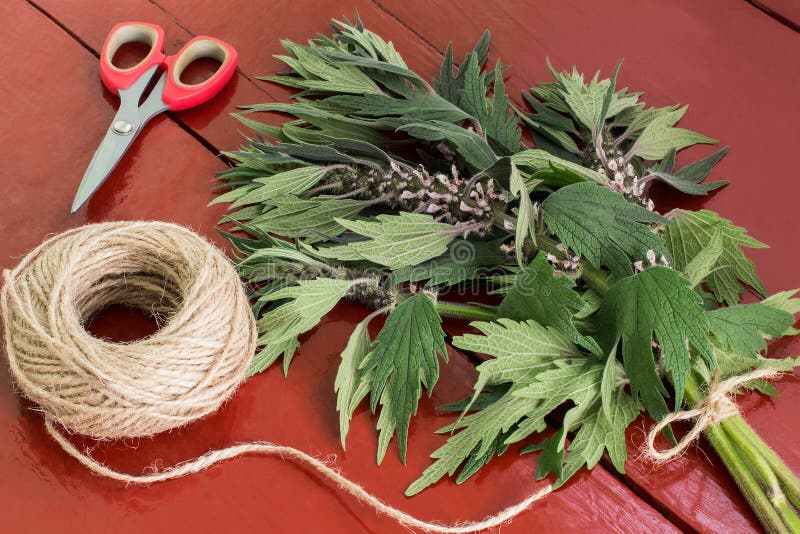 Binding of motherwort Leonurus cardiaca in bundles royalty free stock photo Binding of motherwort Leonurus cardiaca in bundles royalty free stock photo