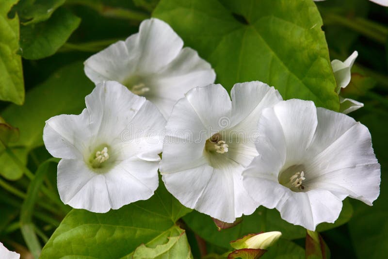 Bindweed (Convolvulus sp.) on meadow