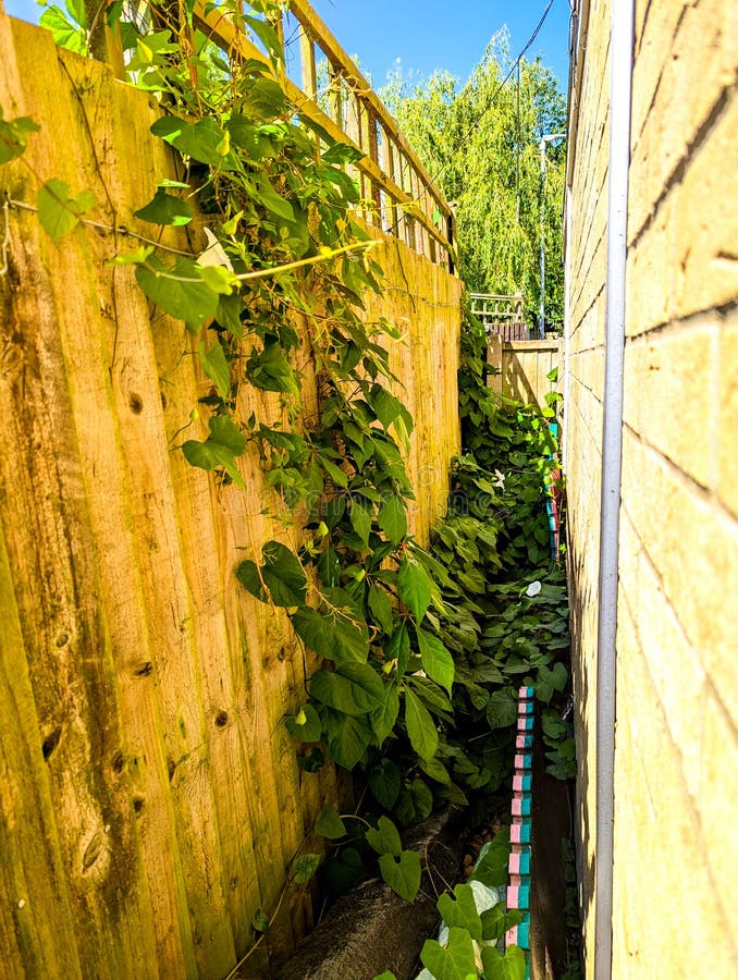 Bindweed Magazine Issue 6: Robin Run The Hedge NEUF