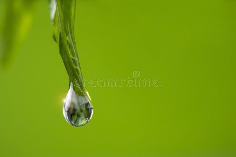 Bingfalling rocía de una hoja en un rocío backgroundfalling verde de una hoja en un fondo verde imagen de archivo Bingfalling rocía de una hoja en un rocío backgroundfalling verde de una hoja en un fondo verde imagen de archivo
