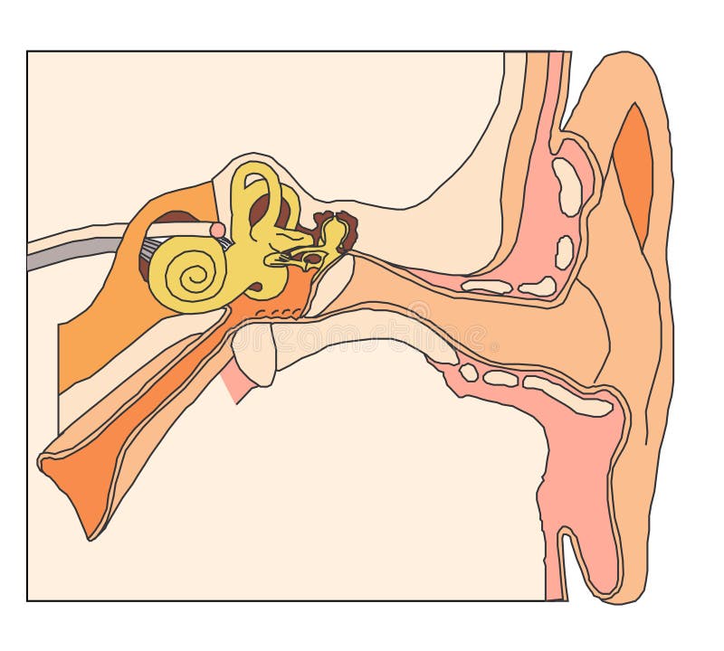 Binnen oor anatomische details