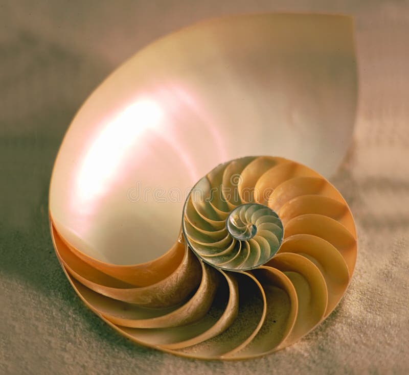 Binnen van Nautilus stock afbeeldingen Binnen van Nautilus stock afbeeldingen