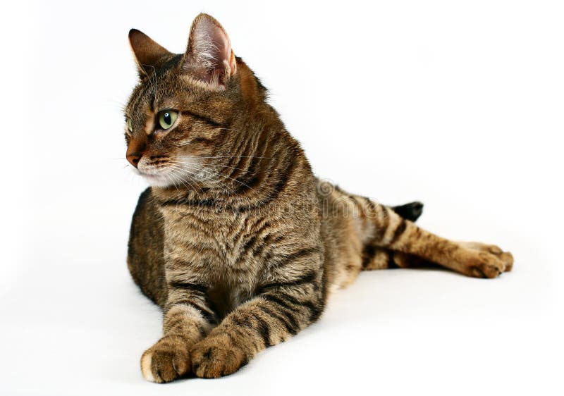 Binnenlandse kat stock foto Binnenlandse kat stock foto