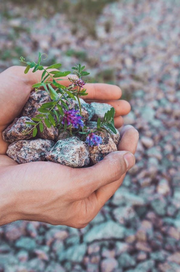 Binnensaldoconcept: mannelijke handen die stenen met violette bloemen, landachtergrond houden Aardedag, vriendschappelijke eco Aa royalty-vrije stock foto Binnensaldoconcept: mannelijke handen die stenen met violette bloemen, landachtergrond houden Aardedag, vriendschappelijke eco Aa royalty-vrije stock foto