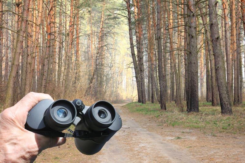 Binoculars in Mans Hand on Background of Pine Coniferous Forest in