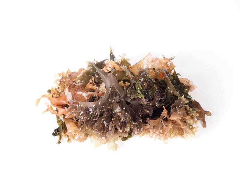 Irish Moss - Carrageen Moss â€“ Musgo de Irlanda.