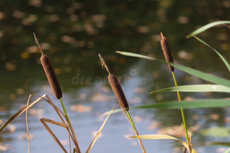 Binse in einem Teich stockfoto. Bild von fallen, sumpf 99495908